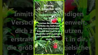 2025-12-15 Seelenbotschaft - Tagesmantra - Eibe #treefluencer #k&ouml;rperseelegeist #merikinbynature