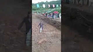 maloca Nas Ruas a pega do porco