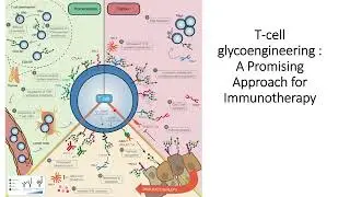 T-Cell Glycoengineering: An promising approach for Immunotherapy #Code: 384