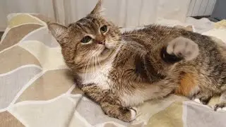 Приємно повернутись з холоду в теплу затишно квартиру з котиками🐈🐈‍⬛😻