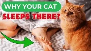 Why Your Cat Sleeps There?! 😲 Decoding Cat Sleeping Habits 😴