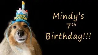Mindy's 7th Birthday!!! ASMR Dog Eating Cake #118 No talking Satisfying