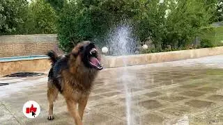 Water Games with German Shepherd Dog: Fun and Refreshing