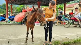 The horse successfully carried the first shipment to the market - farm construction / Ban Thi Diet