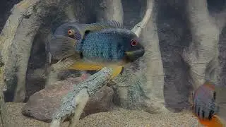 Heros cichlids 500 liters tank (Heros sp. Rio Ayapua, Heros sp. Rotkeil)