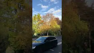 Himalayan birch - tree - October 2020