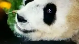 Sir Oungku & Red Hot - Panda Wiggle 
