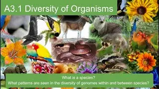 A3.1 Diversity of Organisms -- IB Biology New Curriculum