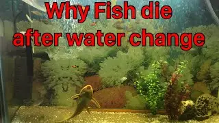 Why Fish die after water change.