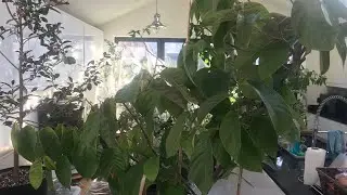 Update on the frost damage to my cherimoya plants.