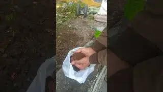 tomato me nutrients ki kami