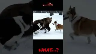 The Strangest Animal Fight Ever Filmed