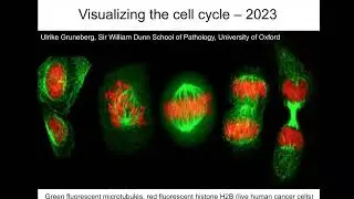 From Yeast and Frogs to Anti Cancer Drugs with Professor Chris Norbury