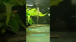 Amazing Farlowella Fish Care & Diet Tips #shorts