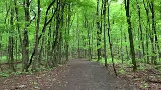 Perfect Spring Hike (Clark Reservation State Park) #virtualhike #nature #hiking #outdoors