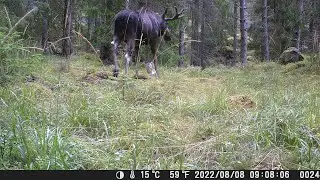 &Auml;lg gris r&aring;djur dovhjort L&aring;ngbogen 2022