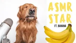 ASMR Dog Enjoys Eating Banana | ASMRSTAR