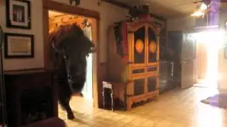 buffalo pees in house