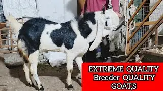 MASHALLAH EXTREME QUALITY KOTA GOAT S BREEDER QUALITY AT IRSHAD KOTA 📲 (7740803310) #kota animal 