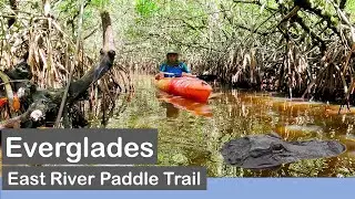 Everglades, Florida - through mangrove tunnels and clouds of mosquitoes (Paddling in the USA)