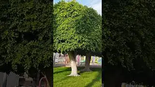 saudi ke park kaise hote hai #albaiksaudiarabia #amazingfacts #park #hindi #vlog #firstvlogvideo