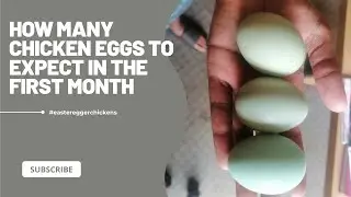 How Many Eggs Did My Chickens Lay in Their First Month? 🥚 | Backyard Chicken Keeping