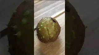 First conker I&rsquo;ve found from our Horse Chestnut tree / Spanish Chestnut tree