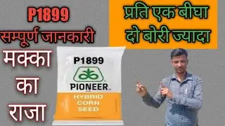 पायोनियर 1899 सम्पूर्ण जानकारी !! मक्का लगाने का बैज्ञानिक तरीका !! पैदावार कटेगी बम्पर 👌👌# पायोनियर