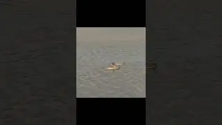 বালির চরে  বিষাক্ত চন্দ্রবোড়া সাপ ঘুরছে দেখুন | #shorts #sundarban #russelviper #snakes