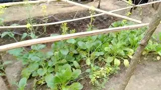 kebun rumah