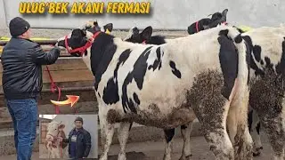 100% Danya Hunojinlar Ulug'bek Akani FERMASI Ma Sha Allah 5/7 Oylik Tayyor Bug'oz 