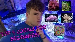 Top 5 Corals For Beginners!!