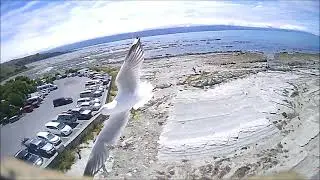 FPV250 - Kaikoura Peninsular