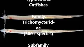 Chronicles of Catfishes 23 Burrowed Typhlobelus Catfish
