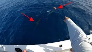 We took live shrimp 20 miles offshore *** Florida light tackle bottom fishing