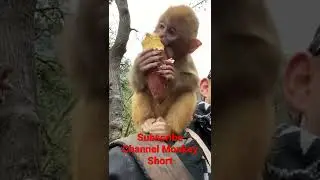 Monkey Eat Potato