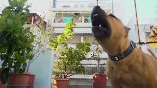 Pit Bull Big Loca1 (Dogs activities) Pit Bull GR Athens Saimo G &Pi;&Iota;&Tau;&Mu;&Pi;&Omicron;&Upsilon;&Lambda; pitbull legends