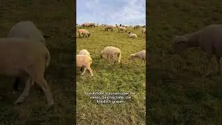 🐑 Ein Ausflug zu den Deichschafen am Elbdeich 🐑