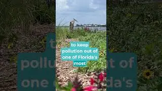 Planting Buffer Zones to Protect Florida&rsquo;s Indian River Lagoon 🌱