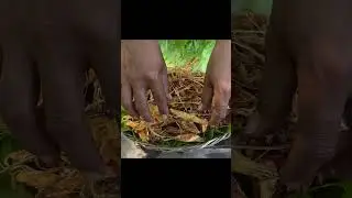 How Fried Crispy Salmon Fins Recipe #cooking #food #shorts #youtubeshorts #recipe #mukbang