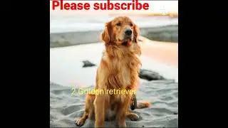 #Top 5 most loyal dog breeds #dogs#shorts