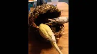 W&uuml;hl-Pantoffel der K&ouml;rnerbude