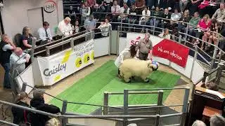 Valais Blacknose Sale Carlisle 2 45pm on Saturday 23rd August&rsquo;25