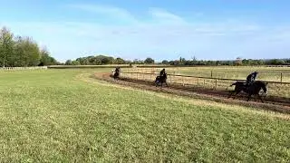 Olly Murphy 3rd Lot - Gatsby cantering in rear 