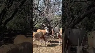 ✨☀️Se multiplica fauna ex&oacute;tica al norte de Ciudad Obreg&oacute;n.