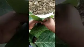 garmi me apko bachayega palash ke patte