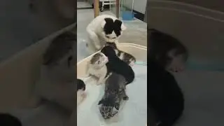 Funny Cat Daily Life🤣#cat #petsunited #catfunny #funny #petsrule #catvideos #pets