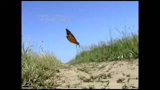 Бабочка 3D, анимация + видео