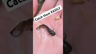 ЛОВУШКА ДЛЯ РЫБЫ СВОИМИ РУКАМИ | Легко! 🐟 #шорты #выживание #рыба