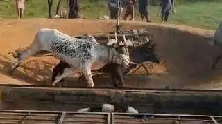 Jog Qurashe Basharat Ali Chak Qazi Jhelum Andri Dand Dildar Bari Dand Chena Mota Sharki 